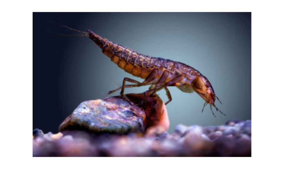 Bugging Out! For Insect Week